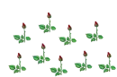 rosas