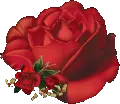 red rosa