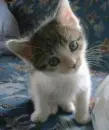 Kitten