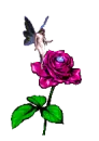 Rose Fairy