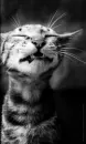 Funny Kitty