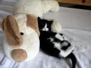 Kitty with stuffed dog
