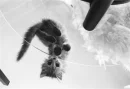 Kitty on clothes line