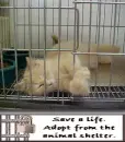 Save a life