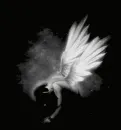 lady crow