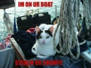 FUNNY CAT