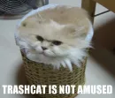 FUNNY CAT