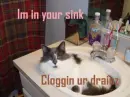 FUNNY CAT