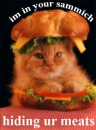 FUNNY CAT