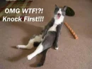 FUNNY CAT