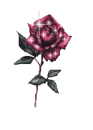 rose