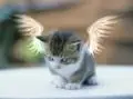 angel cat
