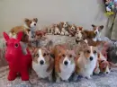 gues..we are pupps?or toys?