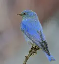 Sialia sialis