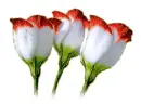 3 lisianthus