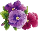 pansies