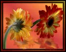 2 gerbera
