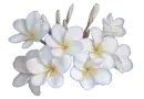 white plumerias