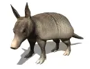 armadillo