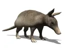 armadillo