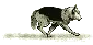 runnig husky