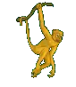 yellow monkey