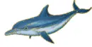 blue dolphin