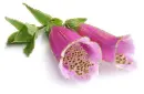 foxglove