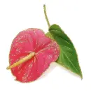 anthurium