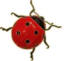 ladybird