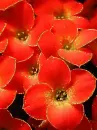 red stonecrop