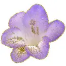 purple freesia