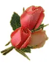 rosas