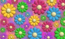 multicolor flowers
