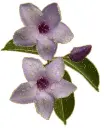 2 purple flower