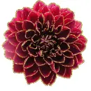 dahlia