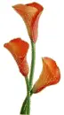 3 cala lily