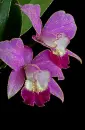 orchid