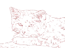 cat