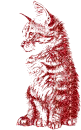 cat