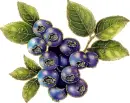 blueberries