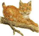 baby lynx