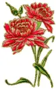 carnations