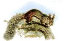 squirrel