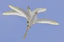 phaeton birds