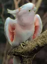 cockatoo