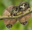 2 owlet