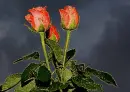red tulips