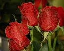 3 red rosa