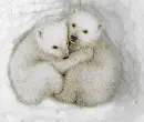polar bear cubs
